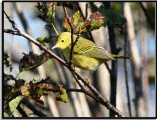 Yellow_Warbler.jpg